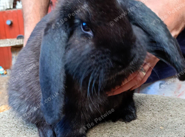 French lop ready now