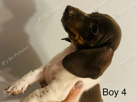 Adore miniature daschund puppies