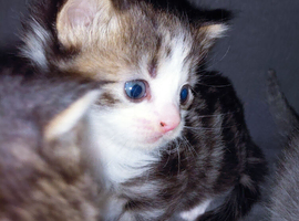 mixed babies for sale