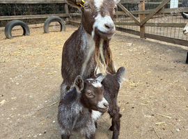 Pygmy goat kids for sale