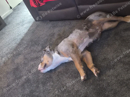 Cali lookong for forever home no fault of her ownFREE TO GOOD HOME