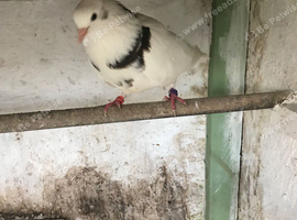 Iranian pigeon for sale