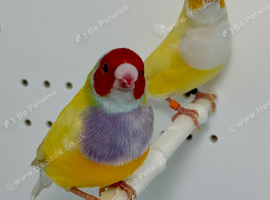 Beautiful pair of yellow Gouldian finches