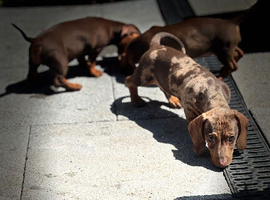 Beautiful dachshund pups