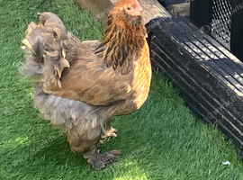 Pekin bantam cross hen