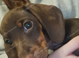9 month female dachshund