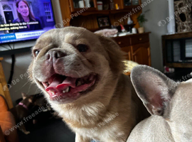 Lilac fawn fluffy french bulldog