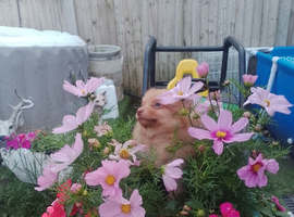 Only 3 left Butiful pom pups