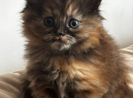 Persian x ragdoll