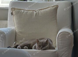 Lilac exotic British shorthair