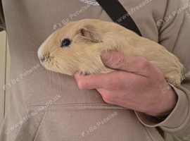 Two male guniea pigs