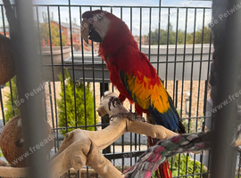 Macau parrot for sale