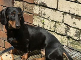 Dachshund