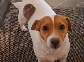 Loving home wanted for Dolly &ndash; 5-year-old Jack Russell