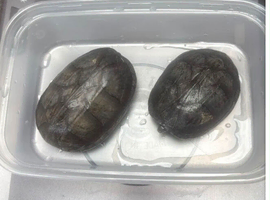 2 MALE MUSK TURTLES