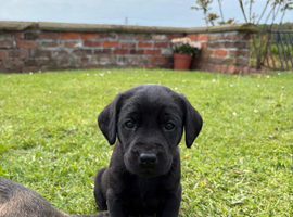 KC Registered Black Labrador Pups