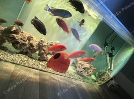20+ Mbuna Cichlids