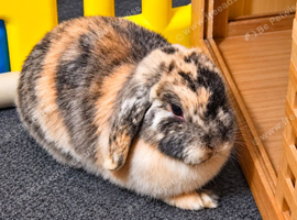 Female mini lop