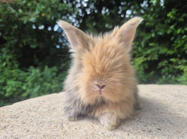 STUNNING MAXI FULL FACE ANGORA BABIES