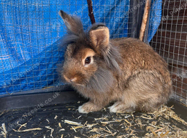 Half lionhead & netherland bunny