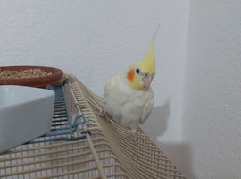 Female cocktoel