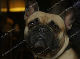 Dino - KC Registered French Bulldog Stud