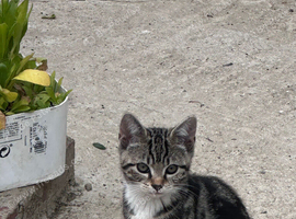 Tabby boy kitten