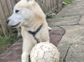 HUSKY X AMERICAN AKITA