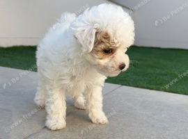 SMALL MALTIPOO PUPPIES