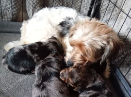 Merle boy and a merle girl and a black and tan biewer yorkie