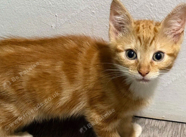 kittens