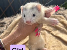 Part angora ferrets