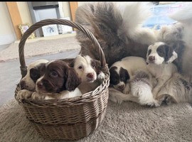 Ftch KC reg springer spaniel pups