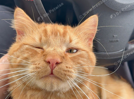 Male cat