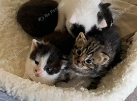 4 beautiful kittens needing forever homes