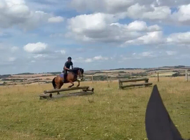 15 hh 5 yr old newforest mare