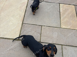 DASCHUND FEMALE LAST ONE