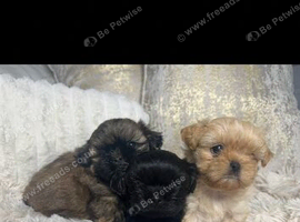 Imperial Shih Tzu Puppies