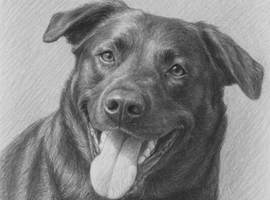 WANTED LAB/LAB X PUPPY