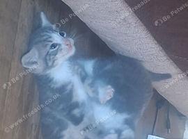 Kittens