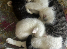 Kittens