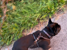 French puppy 16 month old