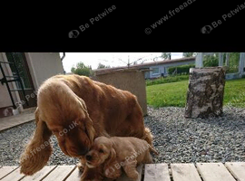 KC REGISTERED WORKING COCKER PUPPY