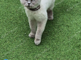 British shorthair cat