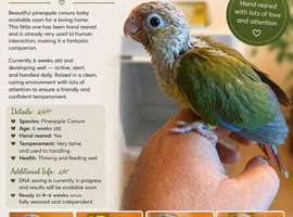 Hand Reared Pineapple Conure
