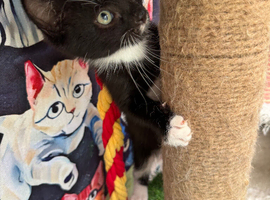 RAGDOLL CROSS BOY READY NOW