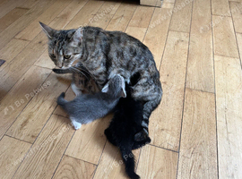 British shorthair x