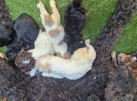 Beautiful f2b cockapoo's