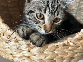 14 week male kitten