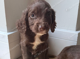 Cocker spaniel puppies